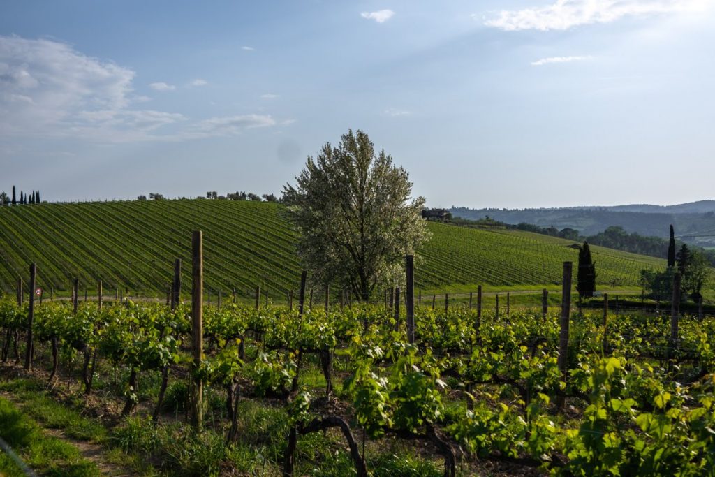 Cantina Ruffino Tour & Tastings | The Florentine